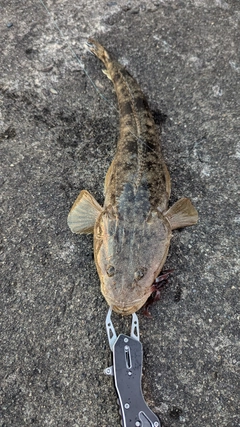 マゴチの釣果