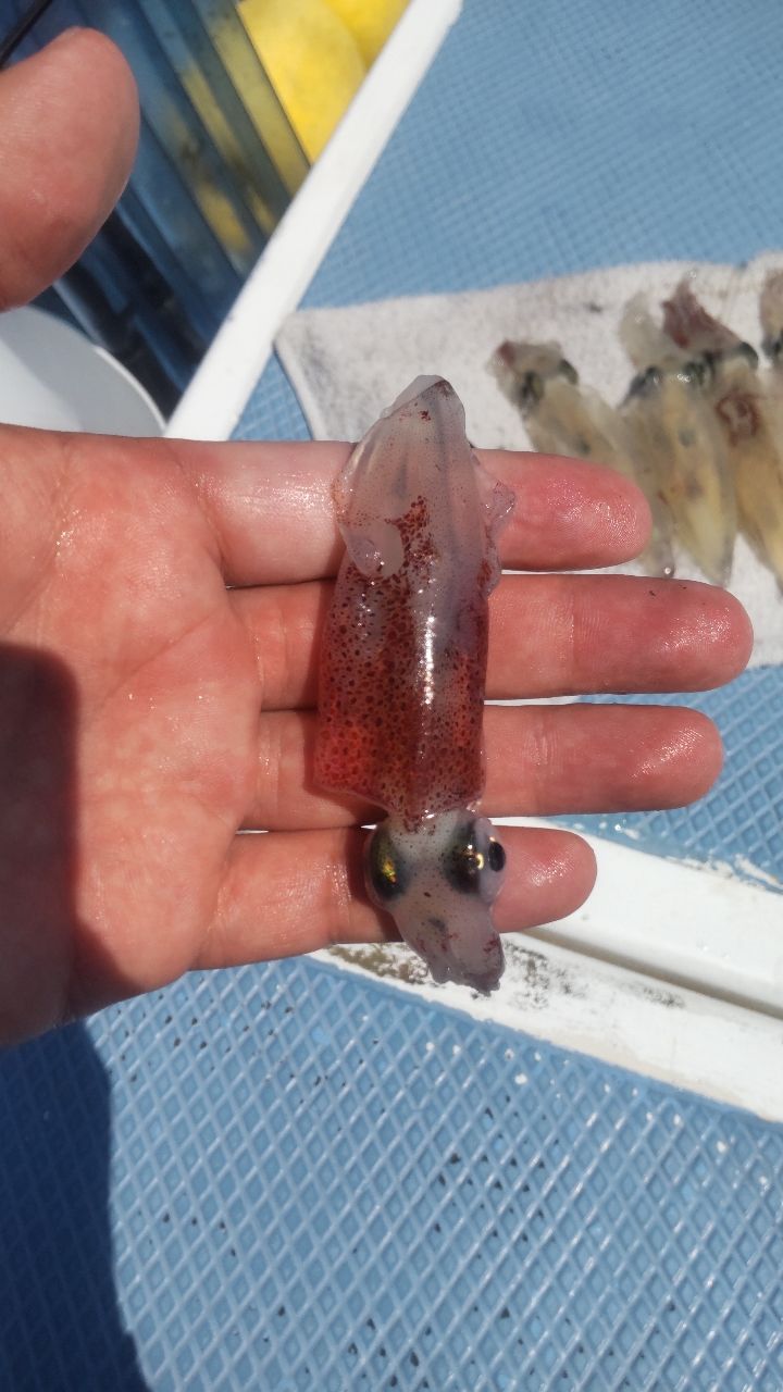 イカ時々魚さんの釣果 2枚目の画像