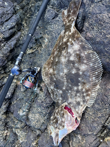 ヒラメの釣果