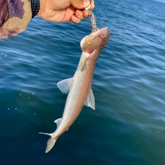 エソの釣果