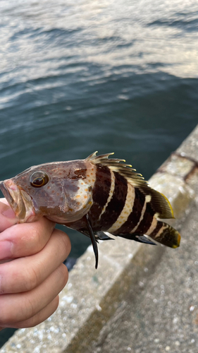 アオハタの釣果