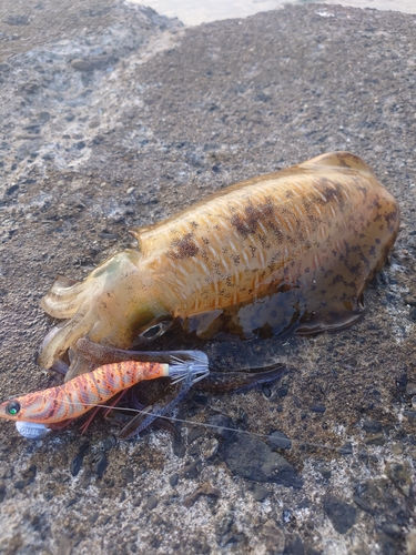 アオリイカの釣果