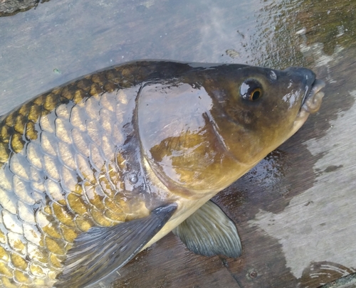 コイの釣果