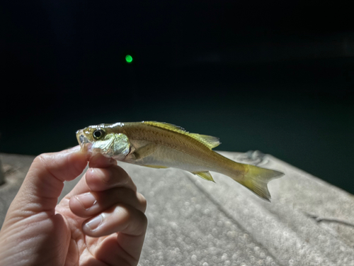 セイゴ（マルスズキ）の釣果