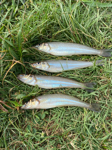 シロギスの釣果