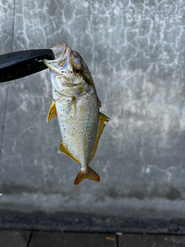 ショゴの釣果