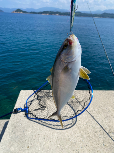 ネリゴの釣果