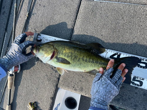 ブラックバスの釣果