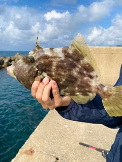 カワハギの釣果