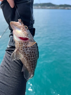 オオモンハタの釣果