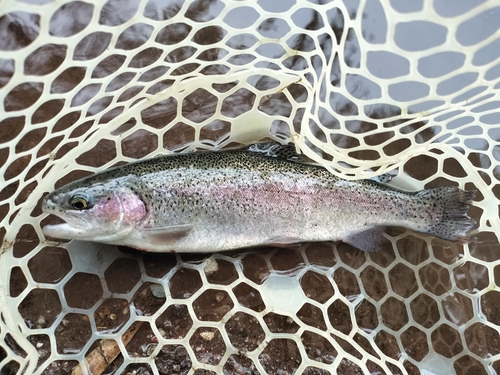 ニジマスの釣果