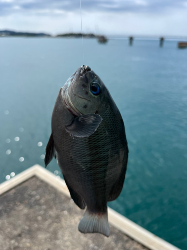 メジナの釣果