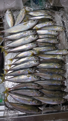 サバの釣果