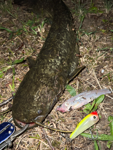 マナマズの釣果