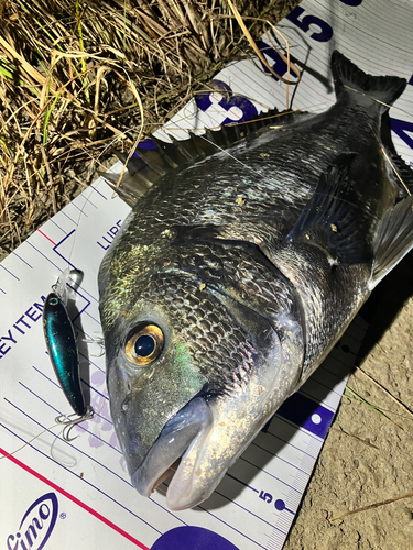 クロダイの釣果