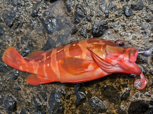 アカハタの釣果