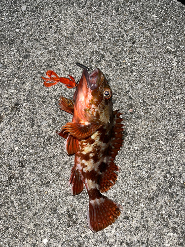 カサゴの釣果