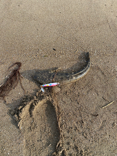 コチの釣果