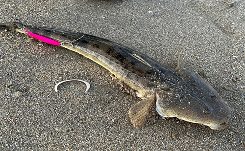 マゴチの釣果