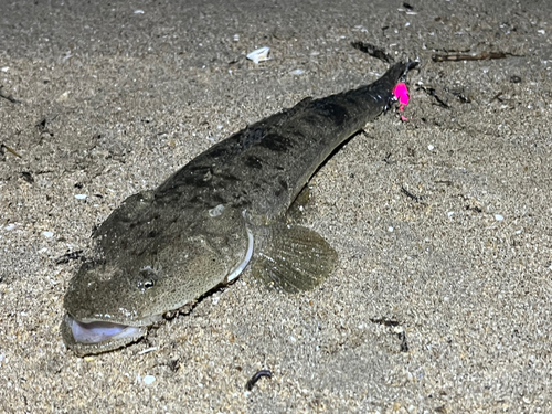 マゴチの釣果