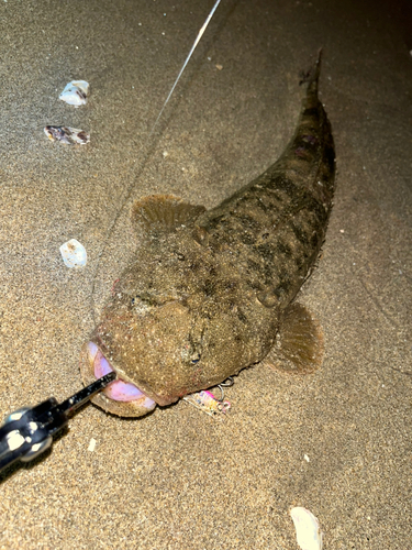 マゴチの釣果