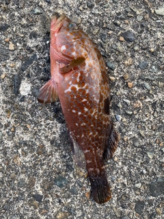 アコウの釣果