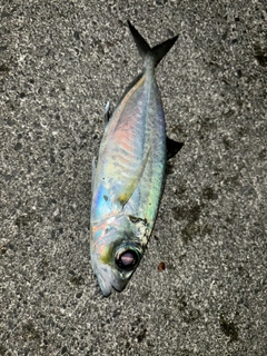 メアジの釣果