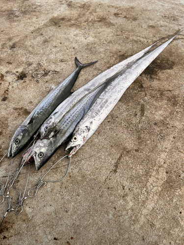 タチウオの釣果