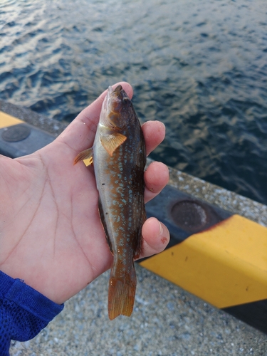 アイナメの釣果