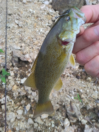 スモールマウスバスの釣果