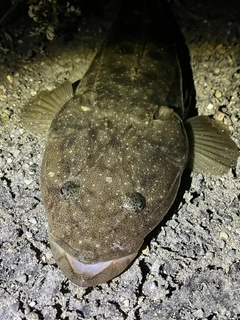 マゴチの釣果