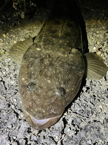 マゴチの釣果