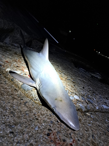 サメの釣果