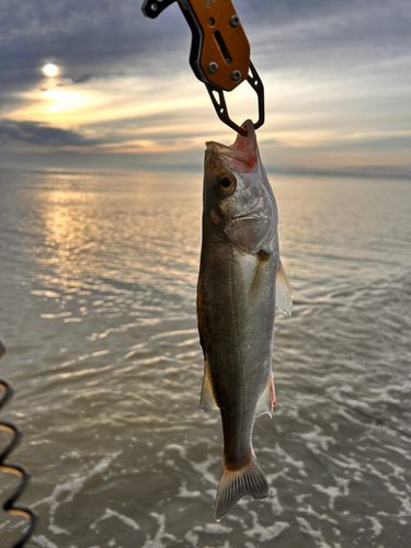 フッコ（ヒラスズキ）の釣果