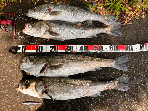 シーバスの釣果