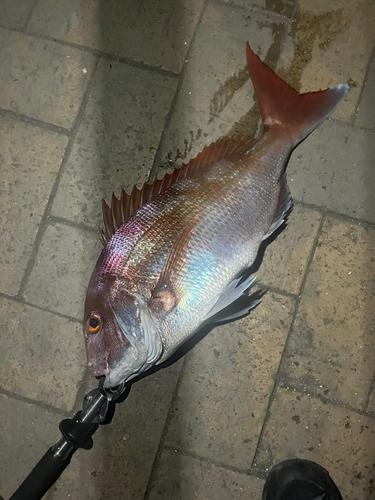 マダイの釣果