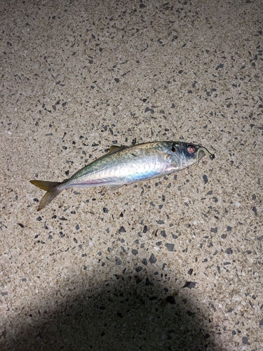 マルアジの釣果