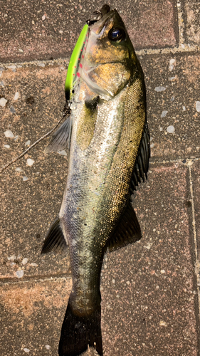 セイゴ（マルスズキ）の釣果