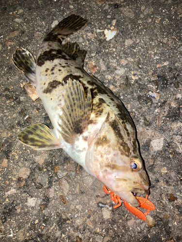 タケノコメバルの釣果