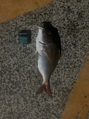 タイの釣果