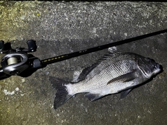 クロダイの釣果