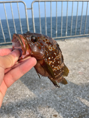 アコウの釣果