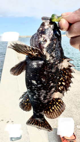 オウゴンムラソイの釣果