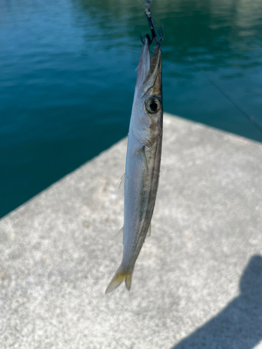 カマスの釣果