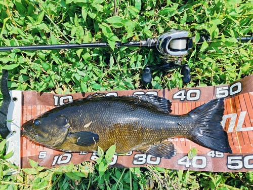 スモールマウスバスの釣果