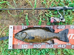 スモールマウスバスの釣果