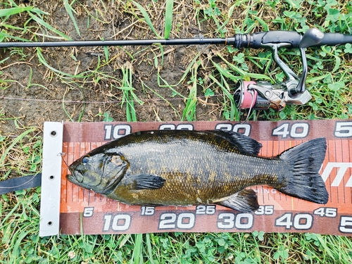 スモールマウスバスの釣果