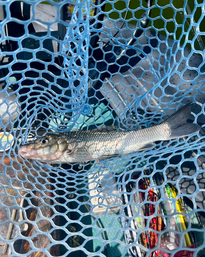 ニゴイの釣果