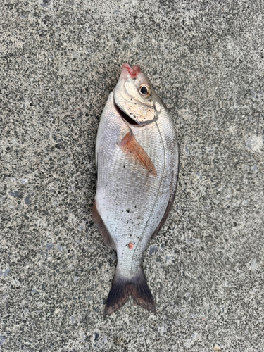 タナゴの釣果