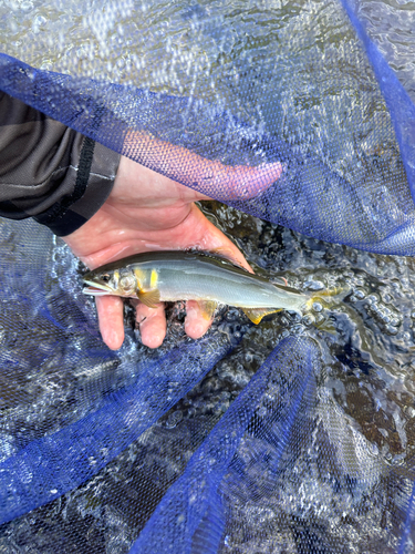 アユの釣果